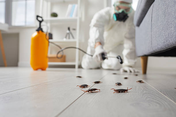Post-Treatment Bed Bug Interceptor Monitoring in Hewitt